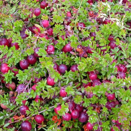 Żurawina Wielkoowocowa Pilgrim sadzonka C1