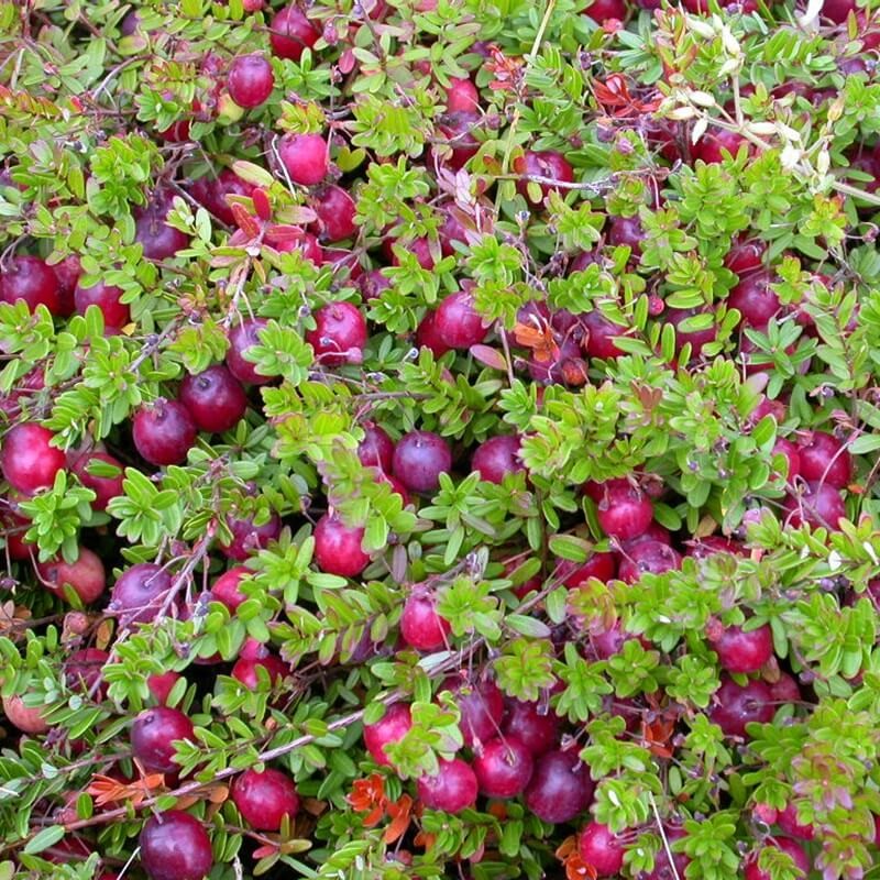 Żurawina Wielkoowocowa Pilgrim Sadzonka C1 (2).jpg