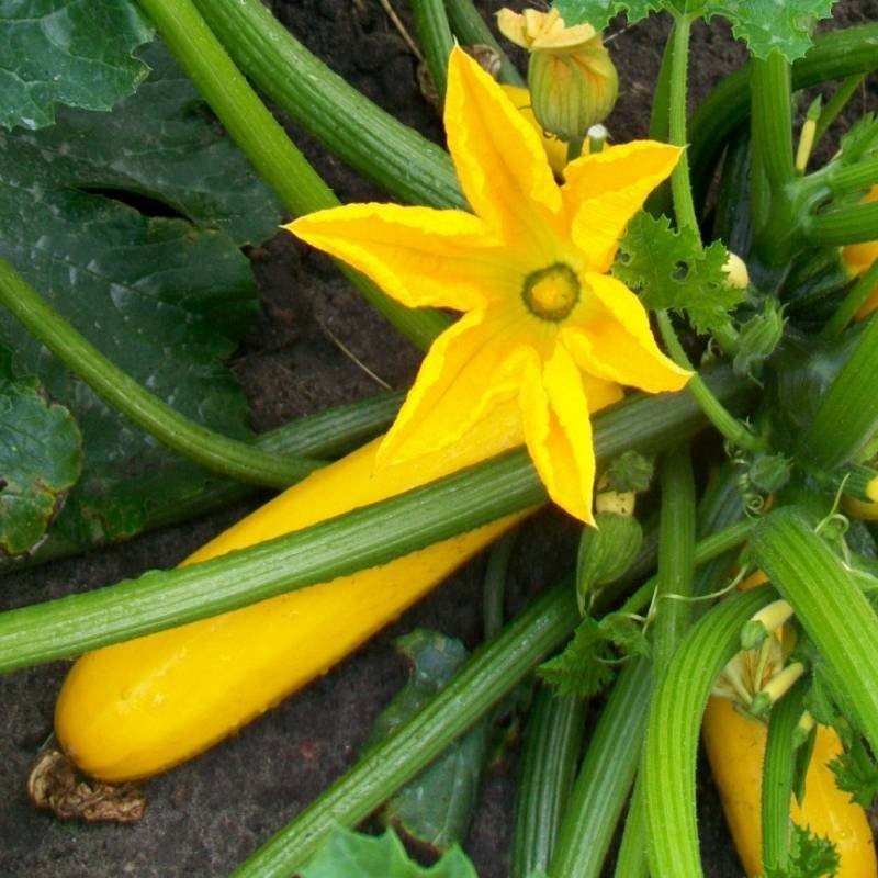 Cukinia żółta Rozsada Sadzonka C1,5 (3).jpg