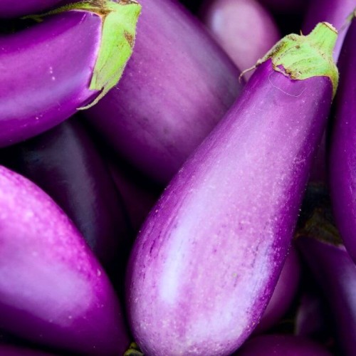 Bakłażan fioletowy (Rozsada warzyw) sadzonka P8