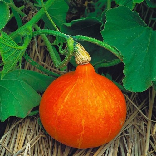 Dynia Hokkaido Uchiki Kuri (Rozsada warzyw) sadzonka P8