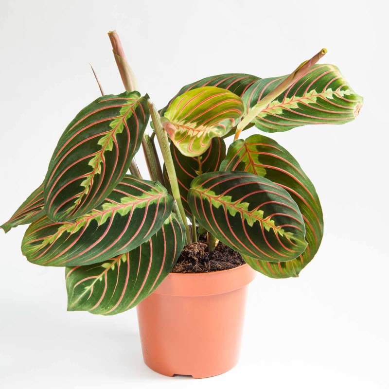 maranta tricolor sadzonka p12 cena