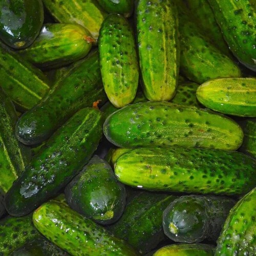 Ogórek gruntowy korniszon (Rozsada warzyw) sadzonka P8