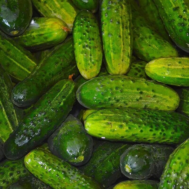 Ogórek gruntowy korniszon rozsada warzyw sadzonka P8 (1).jpg