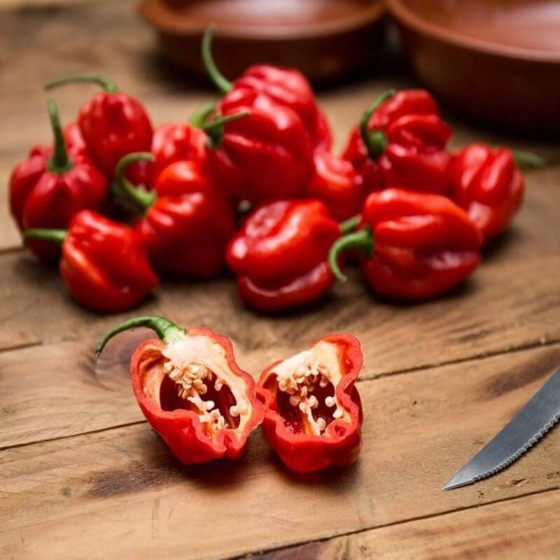 Papryka ostra Habanero Red rozsada warzyw sadzonka P8 (1).jpg