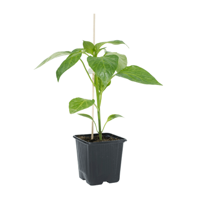 Papryka ostra Habanero Red rozsada warzyw sadzonka P8 (2).png