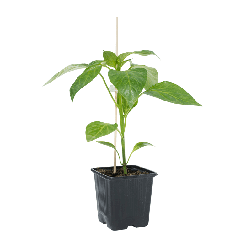 Papryka ostra Habanero Red rozsada warzyw sadzonka P8 (2).png