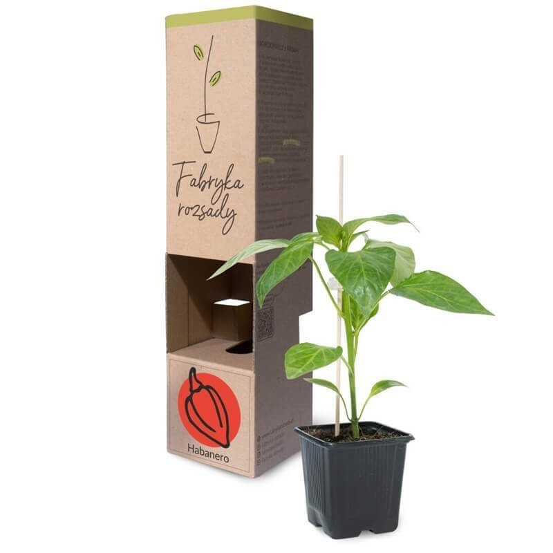 Papryka ostra Habanero Red rozsada warzyw sadzonka P8 (3).jpg