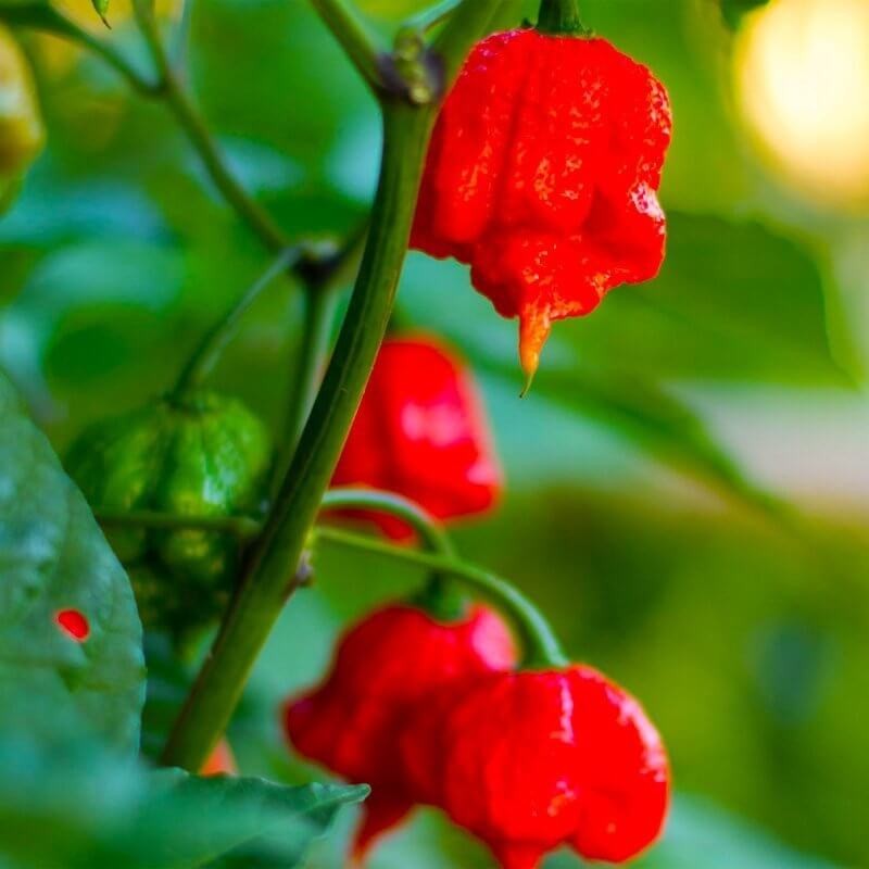 Papryka mega ostra Carolina Reaper rozsada warzyw sadzonka P8 (2).jpg