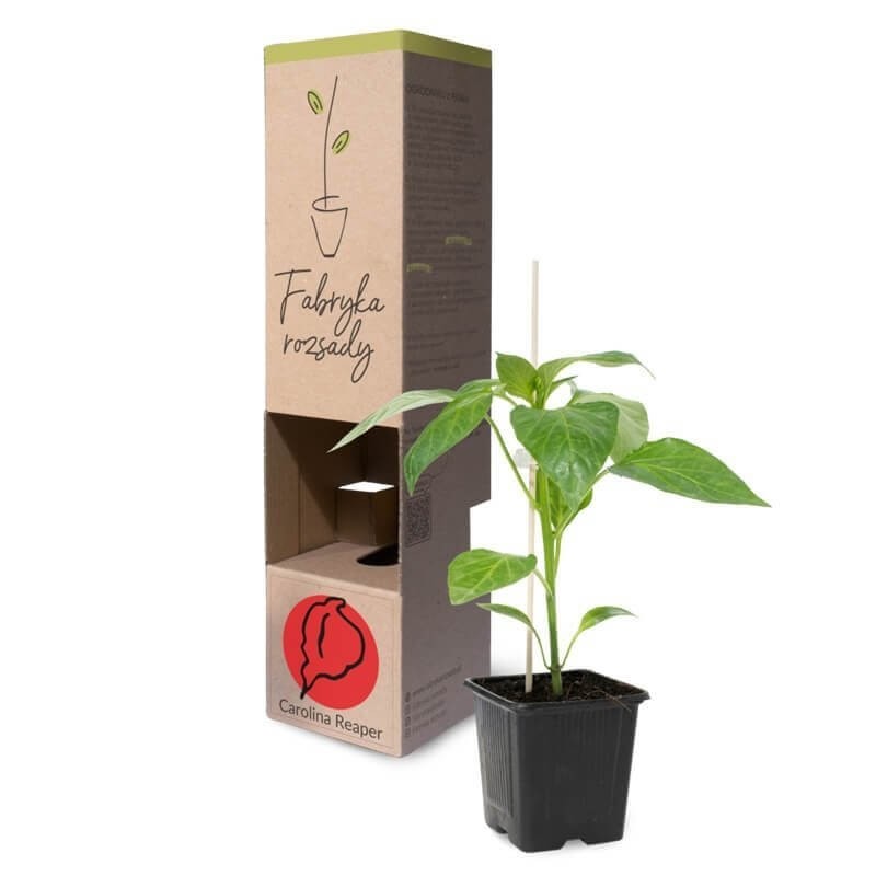 Papryka mega ostra Carolina Reaper rozsada warzyw sadzonka P8 (3).jpg