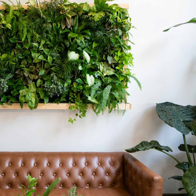 maranta roślina do ogrodu wertykalnego