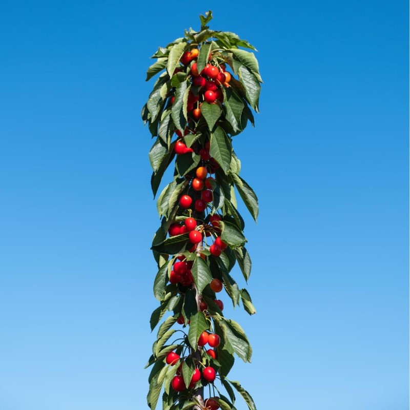 Czereśnia kolumnowa Queen Mary® (Prunus avium) Sadzonka C3,5 (4).jpg