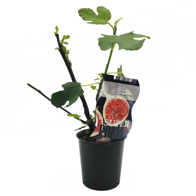 Figowiec Brown Turkey (Ficus carica) Sadzonka C1 (1).jpg