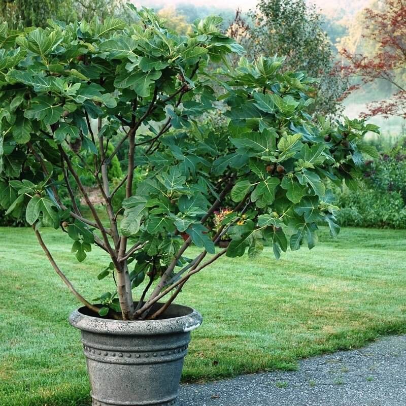 Figowiec Brown Turkey (Ficus carica) Sadzonka C1 (2).jpg