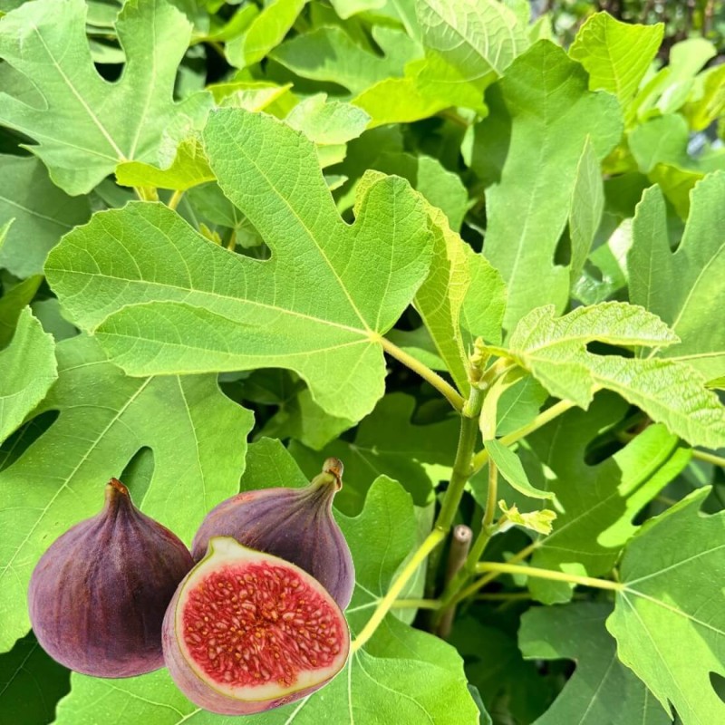 Figowiec Gustissimo Peretta® (Ficus carica) Sadzonka Xl-C6 (1).jpg