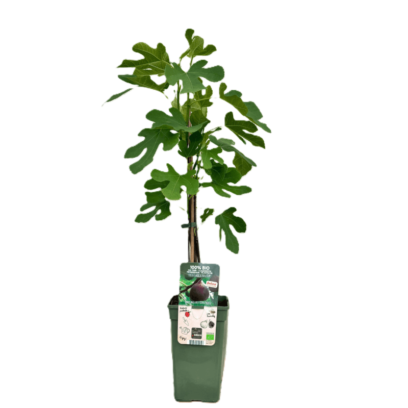 Figowiec Gustissimo Peretta® (Ficus carica) Sadzonka Xl-C6 (1).png