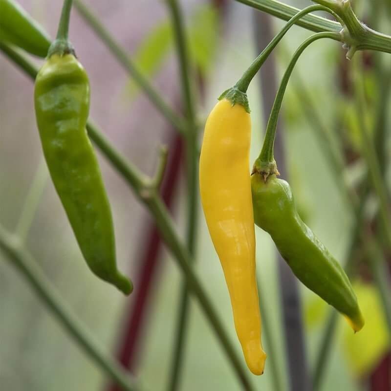 Papryka ostra PERU LEMON CHILLI (1).jpg