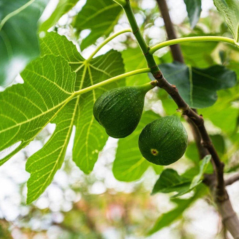 Figowiec Gustissimo Peretta® (Ficus carica) Sadzonka Xl-C6 (3).jpg