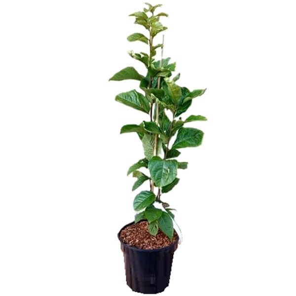 Hurma Wschodnia (Diospyros kaki) Sadzonka C1 (4).jpg