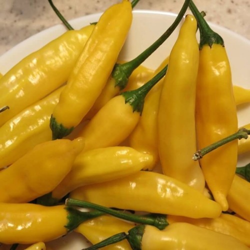 Papryka ostra chilli Peru Lemon nasiona
