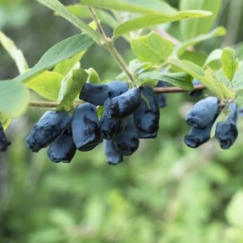 Jagoda kamczacka ATUT sadzonka 20-50cm C1