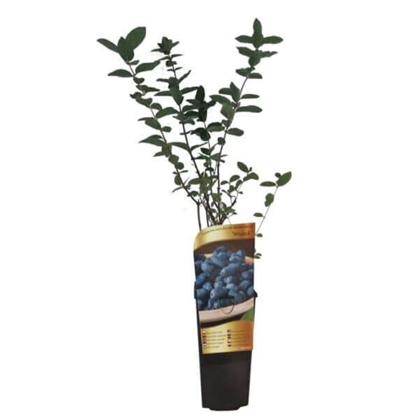 Jagoda Kamczacka ATUT Sadzonka 20-50cm C1 (3).jpg