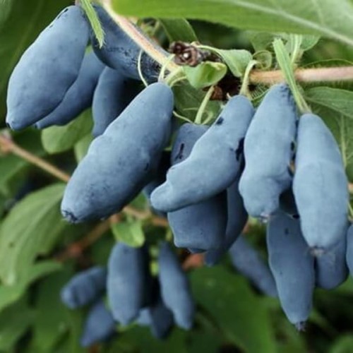 Jagoda kamczacka BAKCZARSKIJ VELIKAN sadzonka 20-50cm