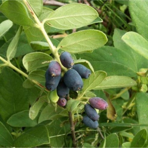 Jagoda kamczacka BRĄZOWA sadzonka 20-50cm