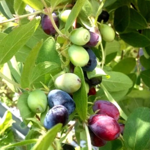 Jagoda kamczacka ZIELONA sadzonka 20-50cm