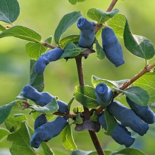 Jagoda kamczacka ZOJKA sadzonka 3/4 letnia C2