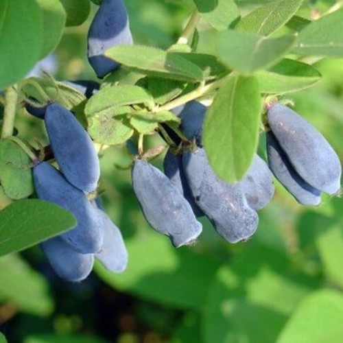 Jagoda kamczacka KARINA sadzonka 3/4 letnia 50-80cm