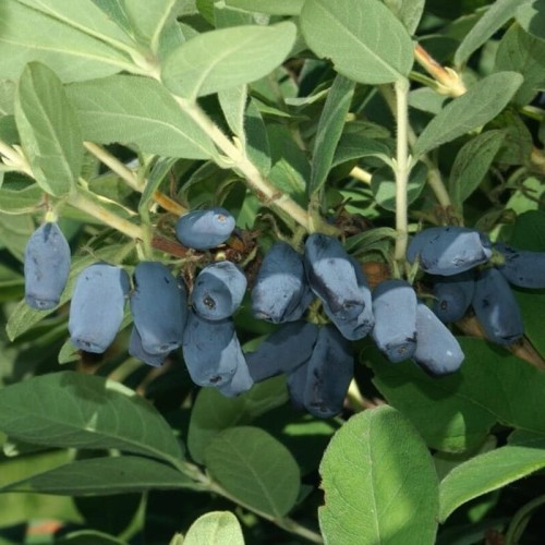 Jagoda kamczacka JOLANTA sadzonka 20-50cm C1