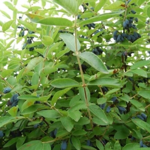 Jagoda kamczacka CZARNA sadzonka 20-50cm