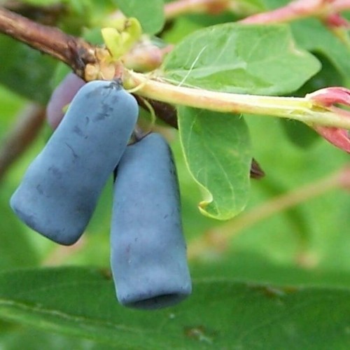 Jagoda kamczacka WOŁOSZEBNICA sadzonka 20-50cm