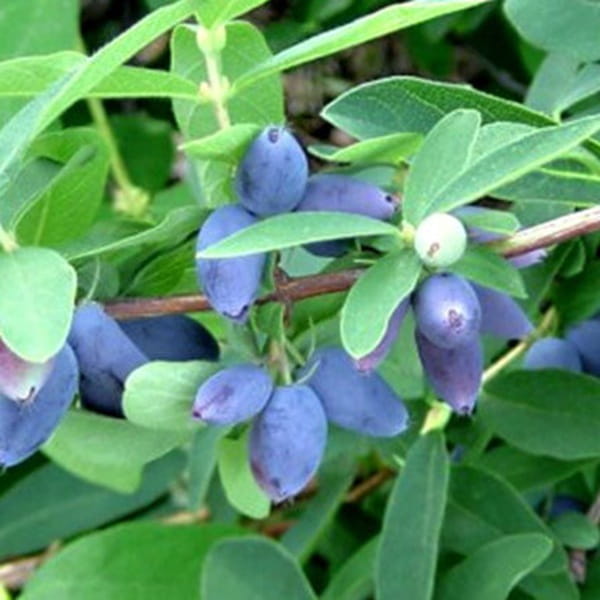 Jagoda Kamczacka INDIGO GEM Sadzonka C1  (2).jpg
