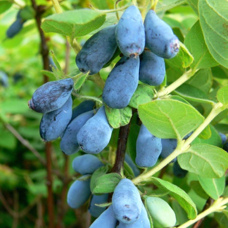 Jagoda Kamczacka INDIGO GEM Sadzonka C1  (1).jpg