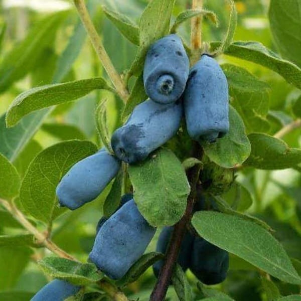 Jagoda Kamczacka DUET Sadzonka 20-50cm.jpg