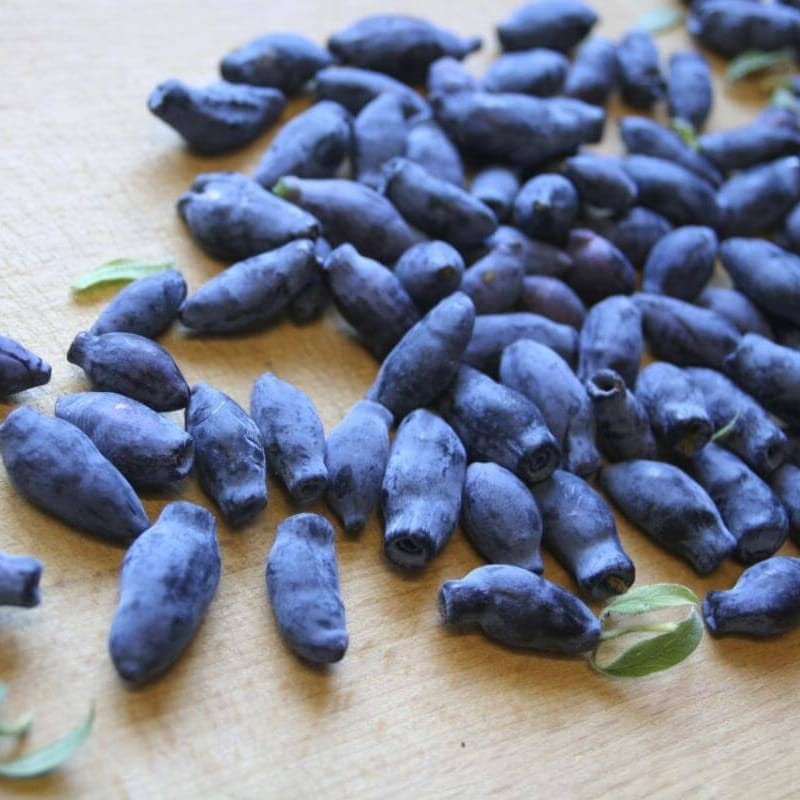 Jagoda Kamczacka DUET Sadzonka 20-50cm (3).jpg