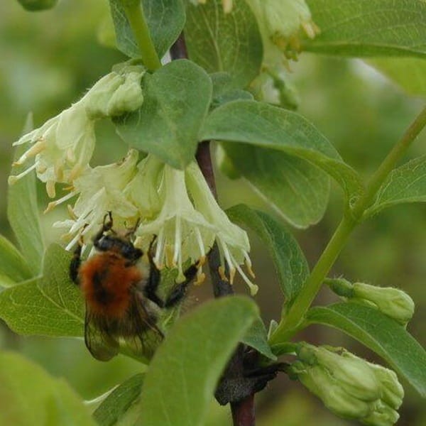 Jagoda Kamczacka WOJTEK Sadzonka C1 (3).JPG