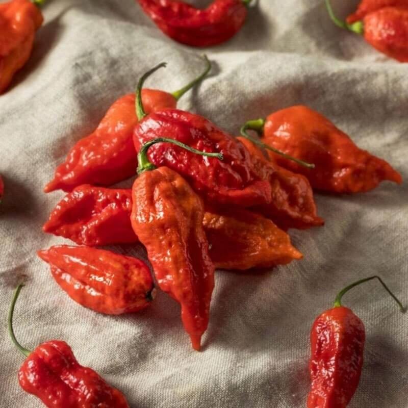 Papryka ostra JĘZYK DIABŁA czerwona (3).jpg