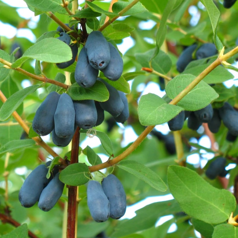 Jagoda Kamczacka WOJTEK Sadzonka C1 (4).jpg