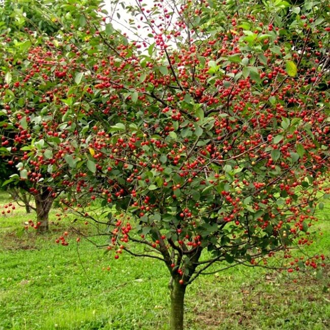 Wiśnia Karłowa Carmine Jewel (Prunus) Sadzonka C2.jpg