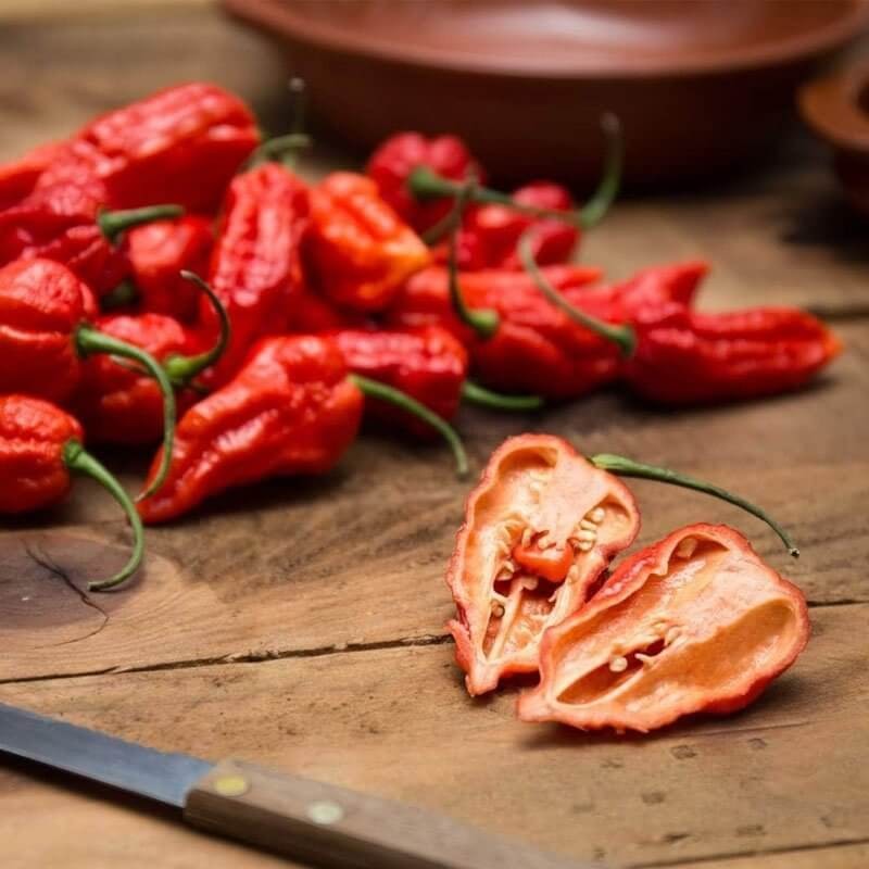 Papryka ostra JĘZYK DIABŁA czerwona (4).jpg