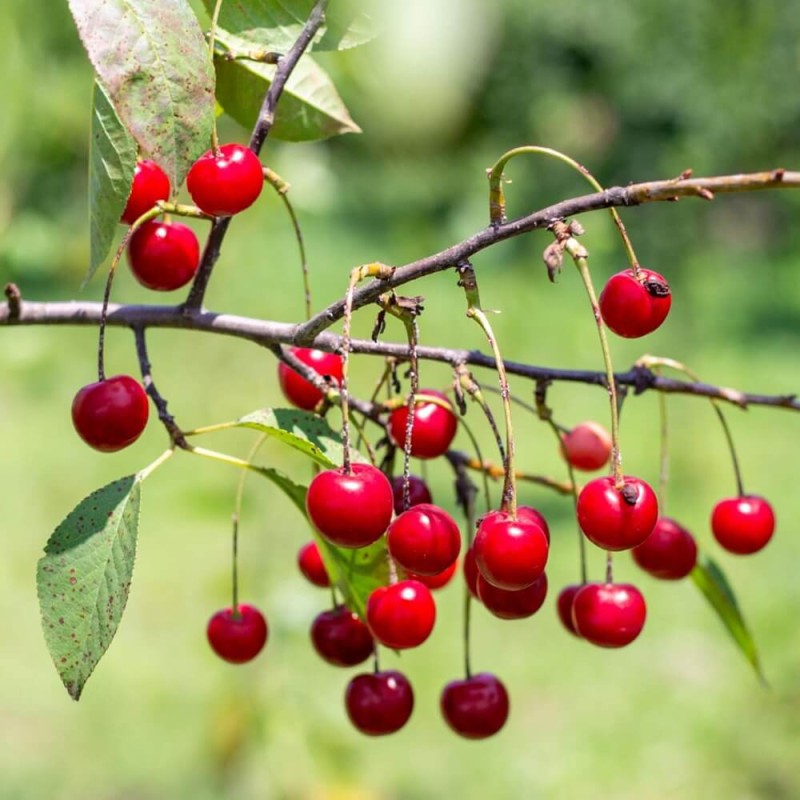 Wiśnia Karłowa Carmine Jewel (Prunus) Sadzonka C2 (4).jpg