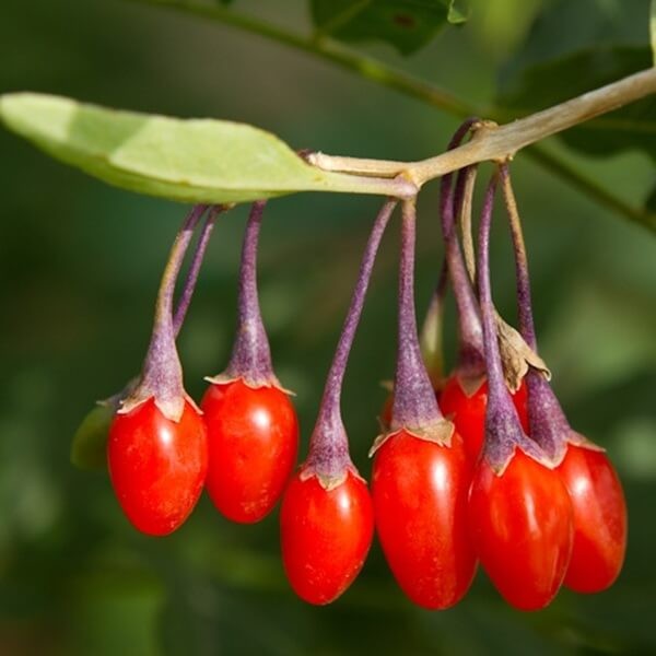 Jagody Goji No. 1 (Lycium barbarum) Kolcowój szkarłatny, 3 letnia Sadzonka (2).jpg