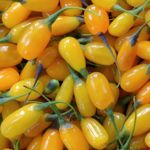 Jagody Goji AMBER SWEET ® 3 letnia sadzonka 60-90cm