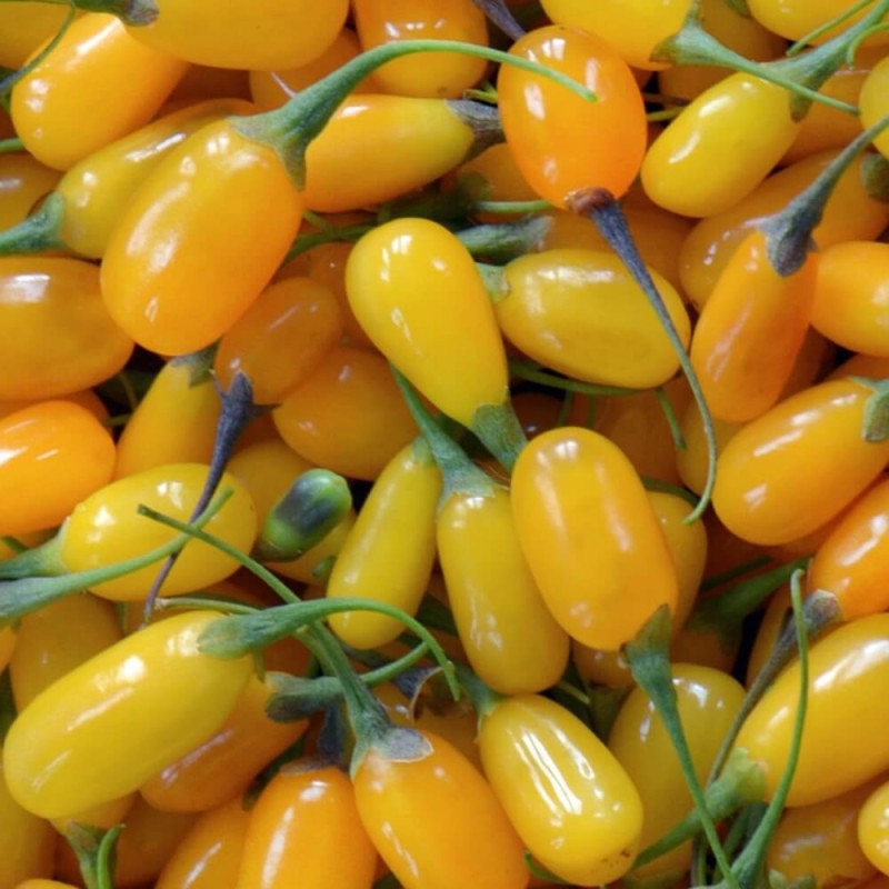Lycium barbarum AMBER SWEET GOJI 2.JPG