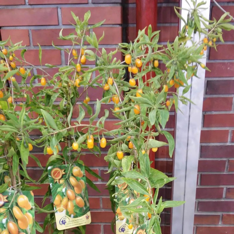 Jagody Goji AMBER SWEET ® (Lycium barbarum) 3 letnia Sadzonka 60-90cm.jpg
