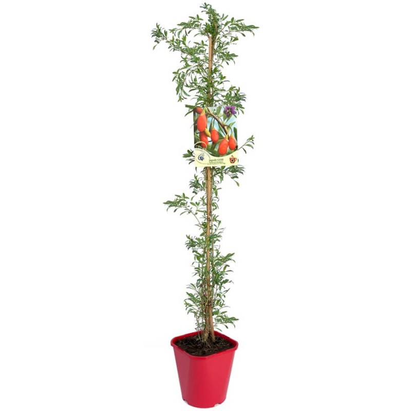 Jagody Goji No. 1 (Lycium barbarum) Kolcowój szkarłatny, 3 letnia Sadzonka (3).jpg