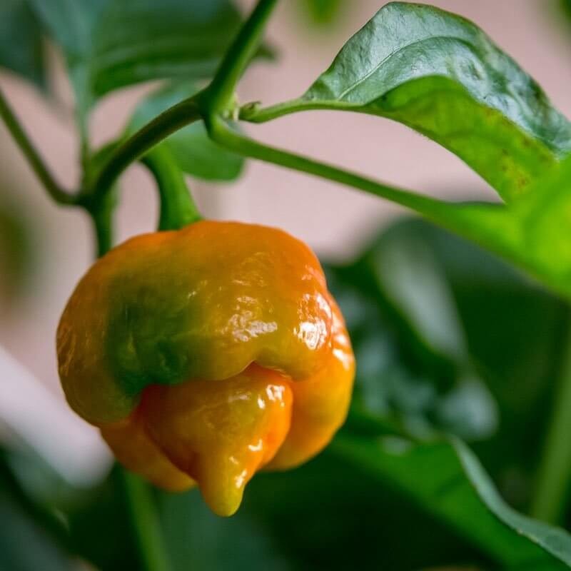 Papryka ostra TRINIDAD MORUGA SCORPION żółta (1).jpg